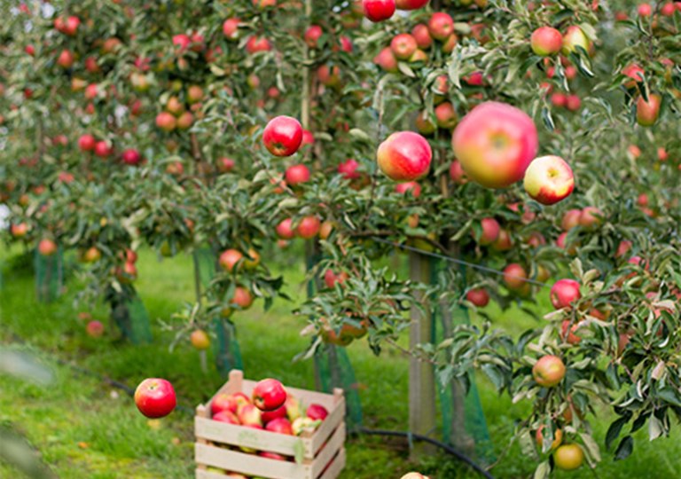 En kasse med æbler ved foden af et æbletræ