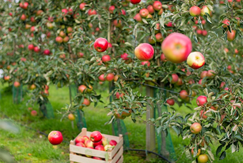 En kasse med æbler ved foden af et æbletræ