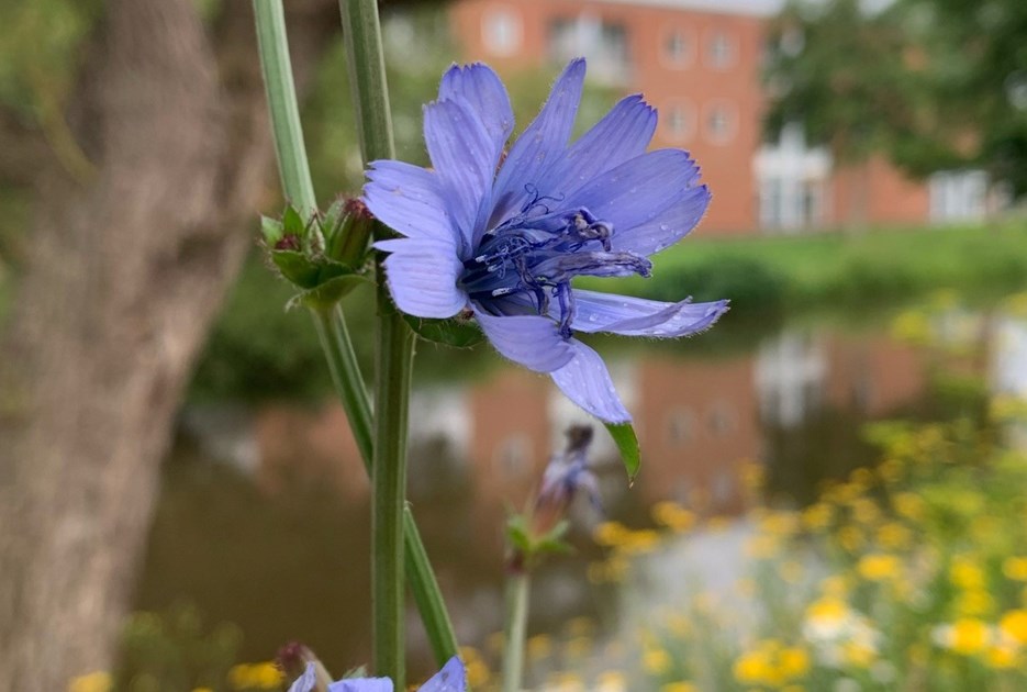 Vilde blomster i BigBlue område - Foto: Thomas Køser